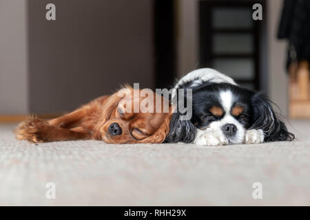 Die beiden Hunde zusammen Schlafen auf dem Teppich Stockfoto