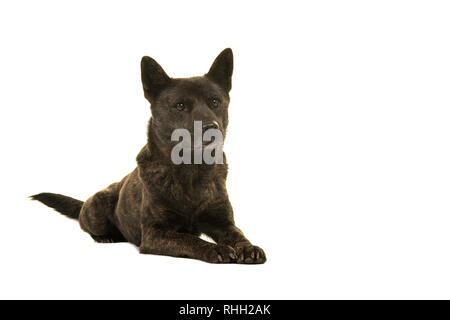 Weibliche Kai Ken Hund der Nationalen japanischen Rasse liegen auf einem weißen Hintergrund isoliert Stockfoto