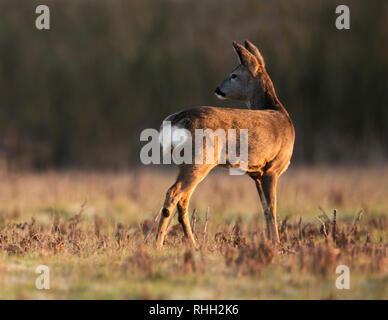 Ein weibliches Reh (Capreolus capreolus) doe steht Alert in Warwickshire Feld kurz nach Sonnenaufgang Stockfoto