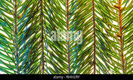 Tannenzweigen Hintergrund Makro. Zusammenfassung Hintergrund von Twig Fir Stockfoto
