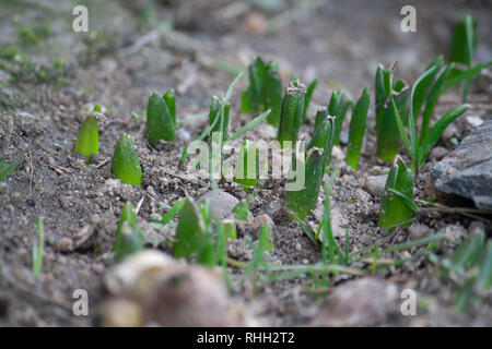 Hyazinthe Keimen durch Erde Stockfoto