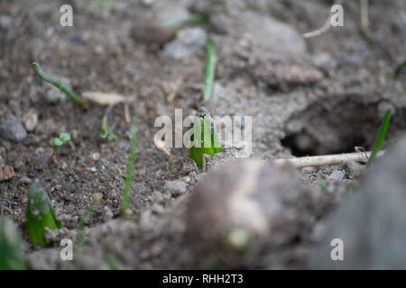 Hyazinthe Keimen durch Erde Stockfoto