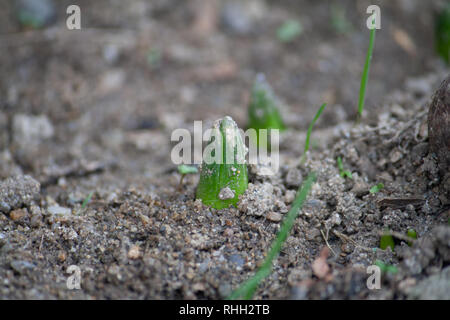 Hyazinthe Keimen durch Erde Stockfoto