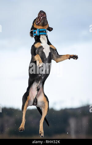 Die amerikanische Grube Stier Terrier, Tricolour Rüde im Schnee springen Stockfoto