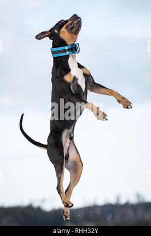 Die amerikanische Grube Stier Terrier, Tricolour Rüde im Schnee springen Stockfoto