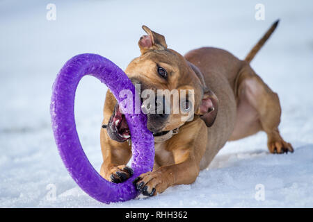 Die amerikanische Grube Stier Terrier, junge Hündin mit einem Spielzeug spielen im Schnee Stockfoto