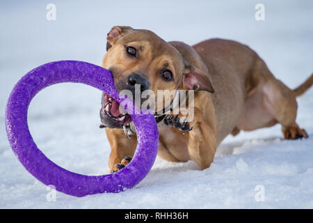 Die amerikanische Grube Stier Terrier, junge Hündin mit einem Spielzeug spielen im Schnee Stockfoto