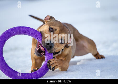 Die amerikanische Grube Stier Terrier, junge Hündin mit einem Spielzeug spielen im Schnee Stockfoto