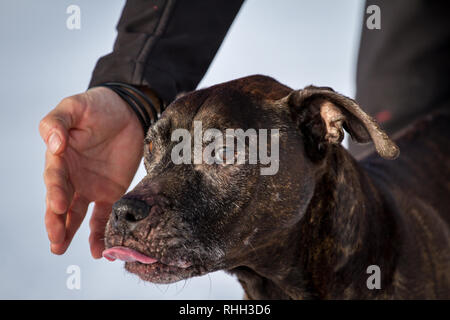 Alte Frau die amerikanische Grube Stier Terrier Portrait im Schnee (14 Jahre). Stockfoto