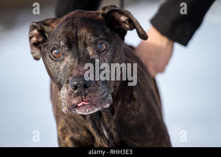 Alte Frau die amerikanische Grube Stier Terrier Portrait im Schnee (14 Jahre). Stockfoto