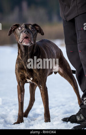 Alte Frau die amerikanische Grube Stier Terrier stehend im Schnee (14 Jahre). Stockfoto