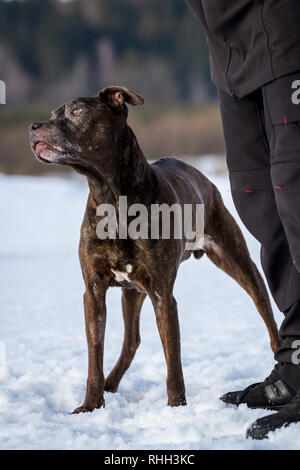 Alte Frau die amerikanische Grube Stier Terrier stehend im Schnee (14 Jahre). Stockfoto