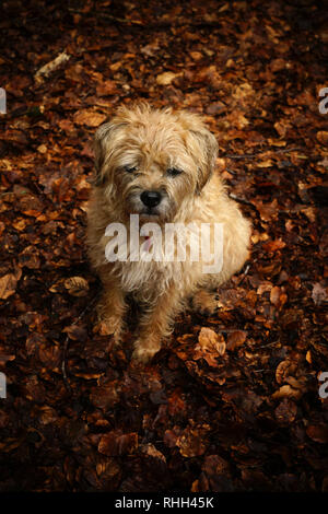 Border Terrier Hund im Laub sitzen. Stockfoto