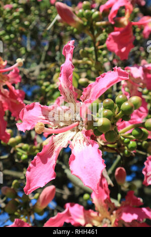 Geschlossen bis Pulsierende Rosa Ceiba Speciosa Blume im Sonnenlicht von Buenos Aires, Argentinien, Südamerika Stockfoto