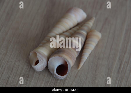 Braun konische Leer seashell Hintergrund, einige lange seashell Schnecken auf Holz- Hintergrund Stockfoto