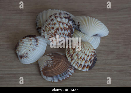 Leere veneridae oder Venus Muscheln auf hölzernen Hintergrund, einige venerids in verschiedenen Farben Stockfoto