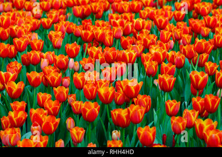 Die rote gelbe Tulpe Felder sind dicht blühenden Stockfoto