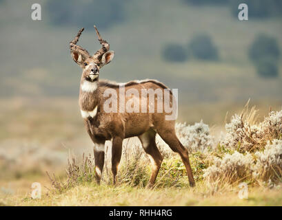 Nahaufnahme von einem Berg Nyala (Tragelaphus buxtoni) im Gras, Äthiopien. Stockfoto