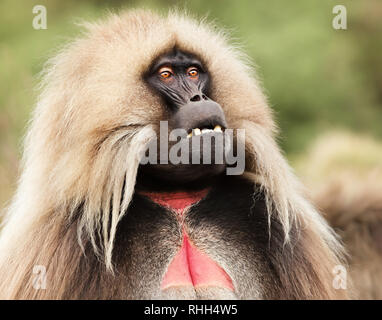 Nahaufnahme eines erwachsenen Gelada Affen (Theropithecus gelada), Simien Berge, Äthiopien. Stockfoto