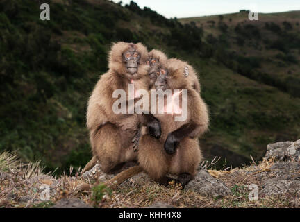 Nahaufnahme von gelada Affen auf einer Kante einer Klippe in Simien Berge, Äthiopien sitzen. Stockfoto