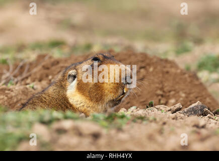 Nahaufnahme einer grossen - vorangegangen Afrikanischen mole - Ratte, Bale Berge, Äthiopien. Stockfoto