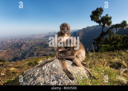 Nahaufnahme von gelada Affen Pflege in Simien Berge, Äthiopien. Stockfoto