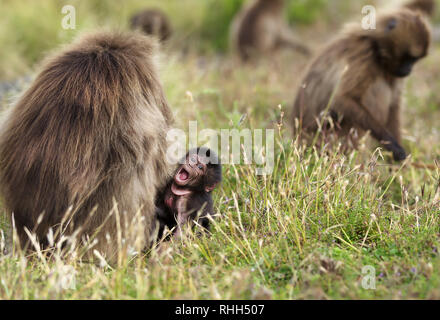 Nahaufnahme von einem Baby gelada Affen sitzen im Gras von seiner Mutter beim Weiden auf Gras im Simien Berge, Äthiopien. Stockfoto