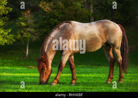 Mystic Sonnenaufgang über die verträumte Berg. Wild Horse Beweidung frisches Gras auf der Wiese. Bulgarien, Europa Stockfoto