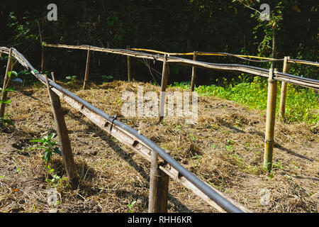 Bewässerung in Farm für die Bewässerung landwirtschaftlicher Gemüse im Garten Stockfoto