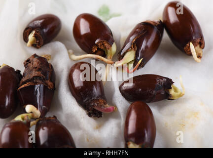 Gekeimt lychee Knochen in zwei Wochen, auf einem feuchten Tuch. Nahaufnahme Stockfoto