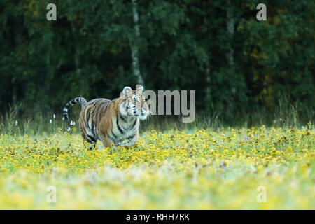 Sommer mit Tiger. Tiger mit rosa und gelben Blüten. Sibirische Tiger im schönen Lebensraum - Pathera tigris altaica Stockfoto