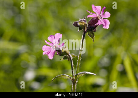 Hintergrundbeleuchtung rosa Blüten von Red Campion, Silene dioica Stockfoto