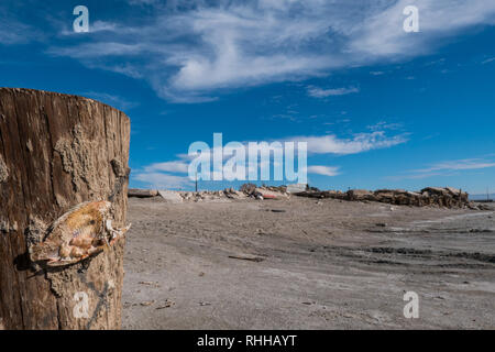 Tote Fische Skelett genagelt in der verlassenen Stadt Bombay Strand am Salton Sea in Kalifornien, USA, Pol Stockfoto