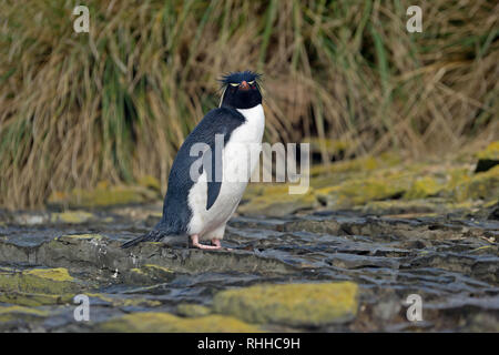 Rockhopper penguin eudyptes chrysocome stehend auf Felsen trostlosen Insel falkland inseln Stockfoto