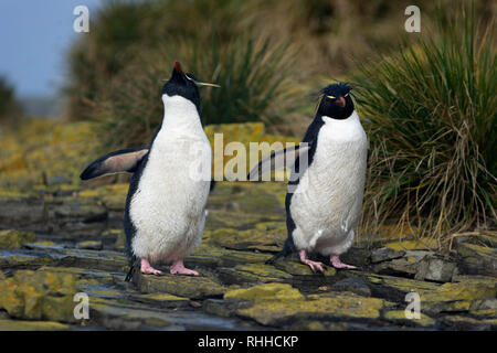 Rockhopper penguin eudyptes chrysocome Paar stehend auf Felsen ein Kopf schütteln trostlosen Insel falkland inseln Stockfoto