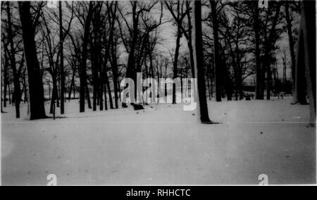 . Bob - Wittling Abdeckung in Franklin County, Pennsylvania. Wachteln; Vögel.lU.. f 1. Bitte beachten Sie, dass diese Bilder sind von der gescannten Seite Bilder, die digital für die Lesbarkeit verbessert haben mögen - Färbung und Aussehen dieser Abbildungen können nicht perfekt dem Original ähneln. extrahiert. Jenkins, David Hall, 1918 -. Stockfoto