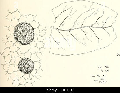 . Da Sociedade Broteriana Boletim. Pflanzen, Pflanzen-- Portugal. . Bitte beachten Sie, dass diese Bilder sind von der gescannten Seite Bilder, die digital für die Lesbarkeit verbessert haben mögen - Färbung und Aussehen dieser Abbildungen können nicht perfekt dem Original ähneln. extrahiert. Sociedade Broteriana; Universidade de Coimbra. Instituto Botnico. Coimbra, Portugal: Instituto Botnico da Universidade de Coimbra Stockfoto