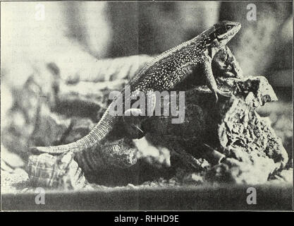 . Blätter für Aquarien- und Terrarien-Kunde. 426 Ph. Schmidt: Liocephalus personatus Bewältigen im Terrarium. lieber sein, ihre Tiere sich möglicht naturgemäss im Terrarium ausleben zu sehen. Der Tisch des Liocephalus personatus ist leicht zu decken, da er beinahe alle Kämpfen, welche er bewältigen kann.^ zu sich nimmt. Im Winter fütterte ich Mehlwürmer, selbstgezogene Brummer und Küchenschaben, auch nahm er ganz gern Sterben in grösserer Anzahl gesammelten Engerlinge und Asseln, welch letztere von vielen anderen Das Tier rutschte mit dem nach dem unter zu Hilfenahme der Hinterbeine - / Kunst der Katzen du Stockfoto