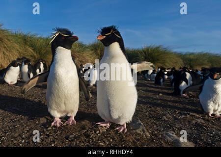 Rockhopper penguin eudyptes chrysocome Paar stehend Flügel ausgebreiteten trostlosen Insel falkland inseln Stockfoto