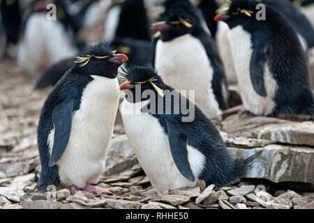 Rockhopper penguin eudyptes chrysocome Paar stehend auf Felsen am Nest Seelöwen island Falkland Inseln Stockfoto