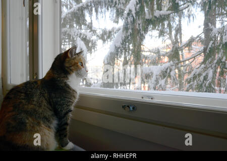 Dreifarbige Katze sitzt am Fenster im Winter Stockfoto