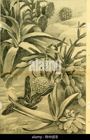 . Blätter für Aquarien- und Terrarien-Kunde. Üafel6.. Kafteen uiib^ ettpflanjen für Bas acrtarium. Origiiialäeidjniiiig Don ft. Sicunjig. 1. Opuutia brasiliensis Hav. 2. SBanmartige 2 Hacke 3. Opimtia pubescens Wendl. 4 - Mexiko (Aloe arborescens Mill.). Hildm. 5. SBerfdjaffcItS Slgaoe 6. Gasteria verrucosa Havv. 7. SBunte Stabljelie 8. SStieberttattfartitä (Agave Yerscliaffelti Haw.). (Staphelia variegata L.). (Epiphyllum truncatum). 9. Mamillaria nivea Wendl. n. Sügaoenattigc Ecfjeuerie 10. Aloe striata Haw. (Echeveria agavoides). Var. Hanburyana Naud. Keimblatt agavoides (Lew). Stockfoto