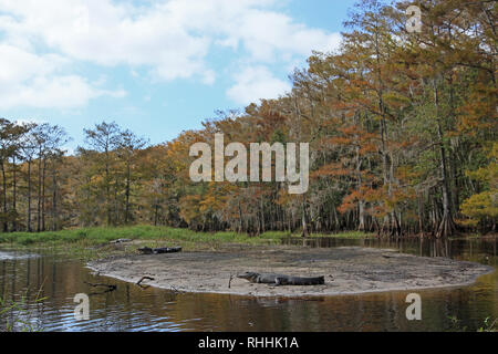 Amerikanische Alligatoren, Alligator mississippiensis, Sonnenbaden am Ufer des Fisheating Creek, Florida auf einen Herbst am Nachmittag. Stockfoto