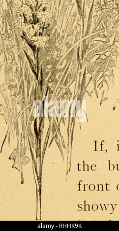 . Blüte und Insekt Gäste; wie die Heide Familie, die bluets, Braunwurzgewächse, die Orchideen und ähnliche wilde Blumen willkommen die Biene, die Fliegen, Wespen, Motten und andere Insekten treu. Düngung von Pflanzen. Die Purple-Fringed und die zerklüftete Orchidee im Gemeinsamen schönen lila gesäumten Orchidee, H. psycodes, deren Dichte cylin - drical Spitzen plumy blos - ^^r^ - soms gelegentlich em-lila ganze Sümpfe, die Pollen entfernt parallel in zwei Beutel, einer auf entweder id^^ F-^ Seite der Stigma (Abb. I) verstaut wird. In ^i^^^* "^^^^^^^^^^^^^^^^^^^^^^^y^"^^^^^^ Schmetterlinge Trinken gelegentlich Stockfoto