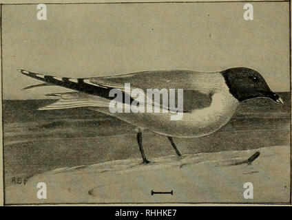 . Vögel der Usa östlich der Rocky Mountains, ein Handbuch für die Identifizierung von Arten in der Hand oder im Busch;. Vögel, Vögel. FAM. LX. Seeschwalben und Möwen 333 22. Franklin's Möwe (59. Larus franklinii). - eine westliche, Klein, Lachmöwe, pearl-grauen Mantel und die unteren Teile und der Schwanz weiß. Den ganzen Kopf und die Kehle sind rußig-schwarz, und die unteren Teile sind oft rosa getönt. Die erste primäre ist hauptsächlich weiß, sondern die äußere Web ist schwarz, außer an der Spitze; die zweite hat eine schwarze Markierung auf dem inneren Web, und ein schwarzer Streifen auf der äußeren Web nahe der Spitze; der dritten bis zur sechsten sind t Stockfoto