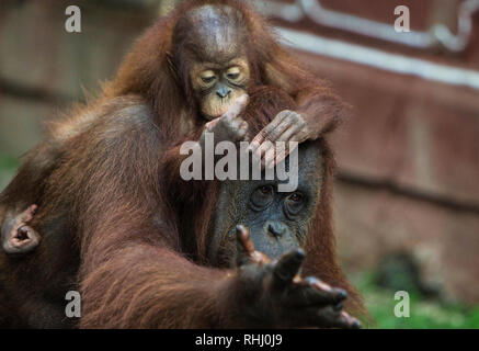 Bogor, Indonesien. 2. Feb 2019. Zwei Orang-utans im Taman Safari Indonesia Zoo gesehen. Credit: SOPA Images Limited/Alamy leben Nachrichten Stockfoto