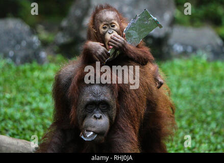 Bogor, Indonesien. 2. Feb 2019. Zwei Orang-utans im Taman Safari Indonesia Zoo gesehen. Credit: SOPA Images Limited/Alamy leben Nachrichten Stockfoto