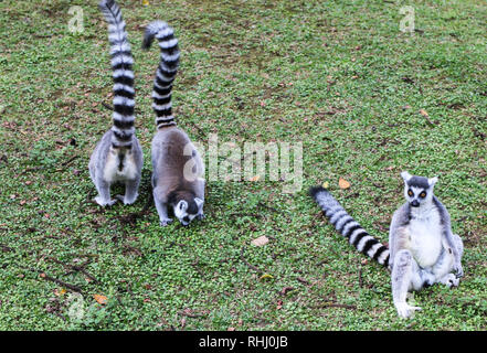 Bogor, Indonesien. 2. Feb 2019. Primas Lemur (Lemures) im Taman Safari Indonesia Zoo gesehen. Credit: SOPA Images Limited/Alamy leben Nachrichten Stockfoto