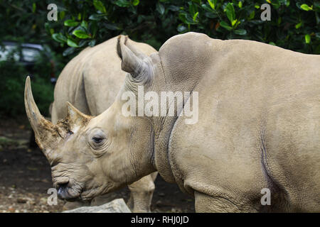 Bogor, Indonesien. 2. Feb 2019. Ein Sumatra Nashörner (Rhinocerotidae), zwei-horned Rhinoceros im Taman Safari Indonesia Zoo gesehen wird. Credit: SOPA Images Limited/Alamy leben Nachrichten Stockfoto