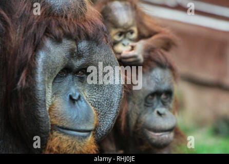 Bogor, Indonesien. 2. Feb 2019. Die Orang-utan-Familie im Taman Safari Indonesia Zoo gesehen. Credit: SOPA Images Limited/Alamy leben Nachrichten Stockfoto